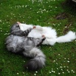 issi_islay_2013_05_catfight4